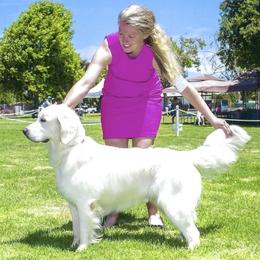 Snoopy - Golden Retriever