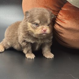 Boy 2 - Chocolate and tan male Pomeranian puppy in Brentwood, California from Royalpawpoms