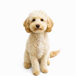 Spice - Goldendoodle