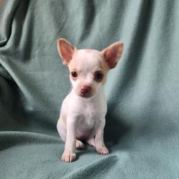 Lala - Fawn and white female Chihuahua puppy in Goodman, Missouri from Jessica's Dashing Dachsunds and Chihuahuas