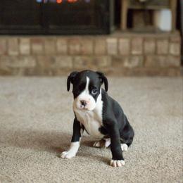 Bobby McGee - Brindle male Boxer puppy in Georgia from Stephanie’s Boxers