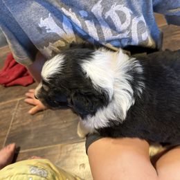 Australian Shepherd Puppies from Hayward aussies