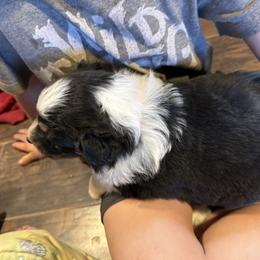 Australian Shepherd Puppies from Hayward aussies