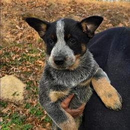 Standard Blue full mask - Blue speckled female Australian Cattle Dog puppy in Lenoir, North Carolina from Blue Coyote Ranch