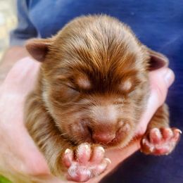 Bear - Mini Male - Chocolate male Pomsky puppy in Draper, Utah from Pocket Pomskys