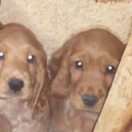 English Cocker Spaniels from Castle of Cockers