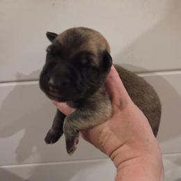White collar boy - Sable male German Shepherd puppy in Dallas, Pennsylvania from Mountainside German Shepherds