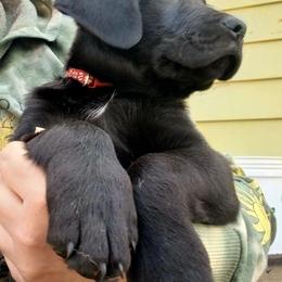 Golden Retriever and Labrador Retriever Puppies from Harvest Moon Farms