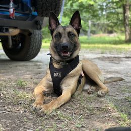 Belgian Malinois and Dutch Shepherd All Grown Up from Ironcore K9
