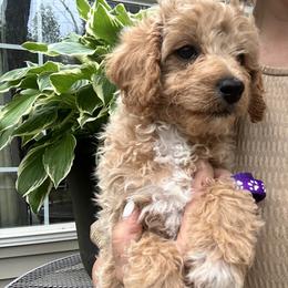 Dahlia-Purple Collar Girl - female Cavapoochon puppy in Clementon, New Jersey from PitterPatterPuppiesNJ