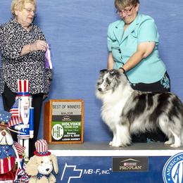 Trixie - Shetland Sheepdog