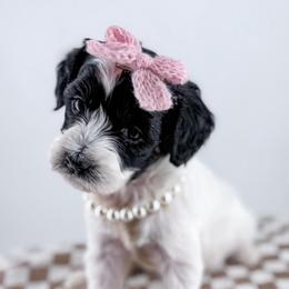 Scarf - Parti female Goldendoodle puppy in Jamestown, Kentucky from Milk & Honey Doodles