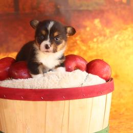 Pembroke Welsh Corgi Puppies from 3W Corgis