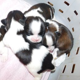 Shih Tzu puppies from Tiny Bubbles Shih Tzus