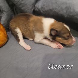 Eleanor - Sable and white female Collie puppy in Mattoon, Illinois from Gold Leaf Collies