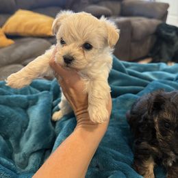 Cream Female - Cream female Assorted Doodle Crosses puppy in Ludlow, Missouri from Countryside Doodles and Mohr