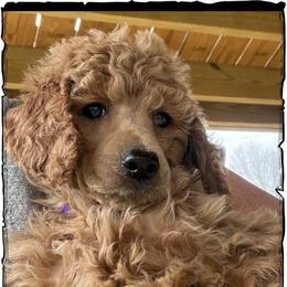 Daffy - Apricot female Poodle puppy in Greenwich, New York from MizzElle’s Standard Poodles