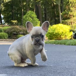 Girl 2 - Tricolors French Bulldog puppy in New Jersey from Couture_frenchies