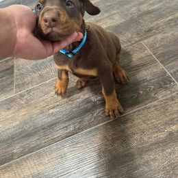 Doberman Pinscher Puppies from Aaliyah’s Dobies
