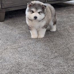 Alaskan Malamute Puppies from Windchaser Kennels