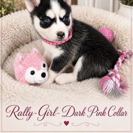 Rally - Dark Pink Collar - Black and white female Pomsky puppy in Mannington Township, New Jersey from Little Husky Hutt