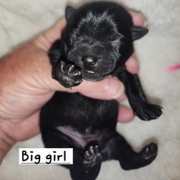 Dk. Pink girl - Black female Schipperke puppy in Grants Pass, Oregon from Walking Hart Schipperkes