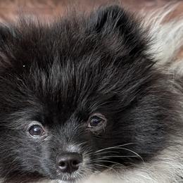 Boxers and Pomeranians from Spivey the grand boxers and poms