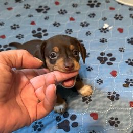 Purple tiny girl CKC - Chocolate and tan female Dachshund puppy in Irving, Texas from DFW Dachshunds by G & S