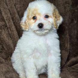 October - Yellow and white female Bernedoodle puppy in Cleveland, Georgia from Jam's Doodles And Poodles