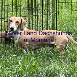 Chubby - Dachshund