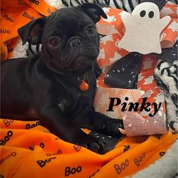 Pinky - Black female Pug puppy in Hesperia, California from Amatskennel - Stubby Tails Ranch