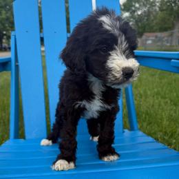 Roxy - Black and white female Bernedoodle puppy in Battle Creek, Michigan from T-Rose’s Bernedoodle & Pomsky Puppies