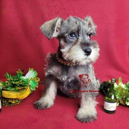 Nala - Salt and pepper female Miniature Schnauzer puppy in Fairhope, Alabama from Puppy Sugars Kennels
