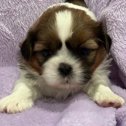 Shih Tzus from Brockle Rock