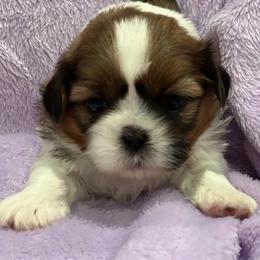 Shih Tzus from Brockle Rock