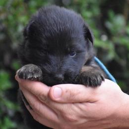 Blue Collar female - Black and red female German Shepherd puppy in Marianna, Florida from Haus M Godwin