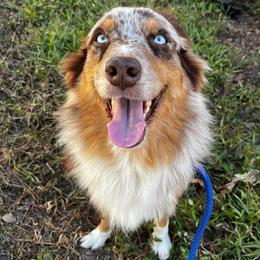 Amber - Australian Shepherd
