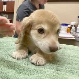 Dachshund Puppies from Island Farms Mimi’s Dachshunds Florida
