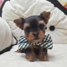 Trigger - Blue and gold male Yorkshire Terrier puppy in Monticello, Iowa from Ashley’s Puppies