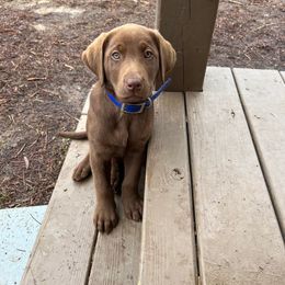 Labrador Retriever Puppies from Southern River Labradors