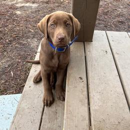 Labrador Retriever Puppies from Southern River Labradors