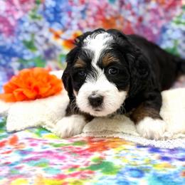 Doof - Tri-color male Bernedoodle puppy in Williamson, New York from Lakeside Doodles