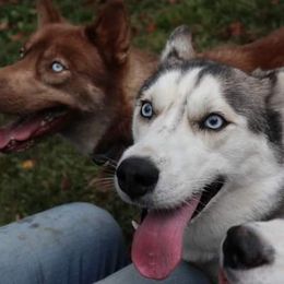 Siberian Huskies from Furbaby Kennels