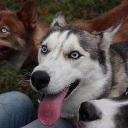 Siberian Huskies from Furbaby Kennels