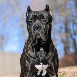 Omen  - Cane Corso