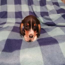 Frank - Black and tan male Dachshund puppy in Bigfork, Minnesota from Long Ears and Long Dogs Ranch