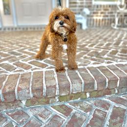 Lu - Goldendoodle