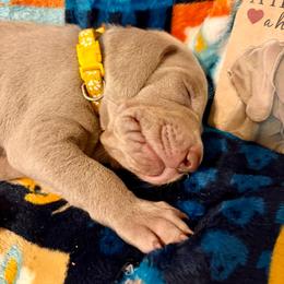 Light Purple Collar (Yellow ) - Silver gray female Weimaraner puppy in Sevierville, Tennessee from K&K Weimaraners