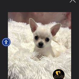 Colby - Cream and white male Chihuahua puppy in Sanford, North Carolina from Bandit’s