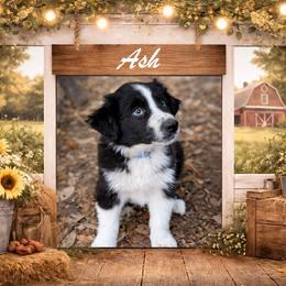 Ash - Black & white male Australian Shepherd puppy in Citra, Florida from AEW Farm